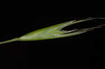 Flattened oatgrass